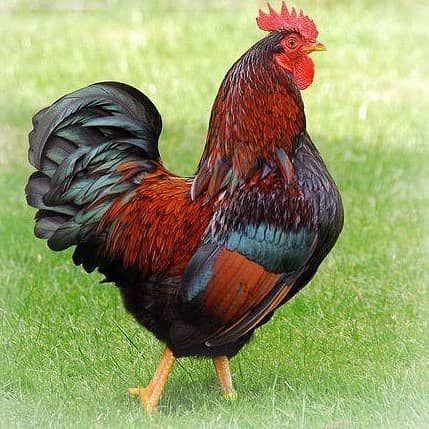 desi hen and egg for sale 2