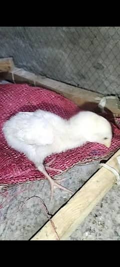High quality heera chicks for sale 0