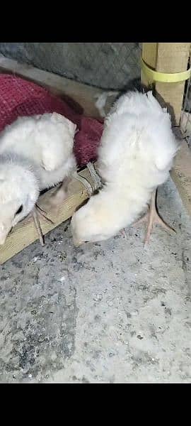 High quality heera chicks for sale 1