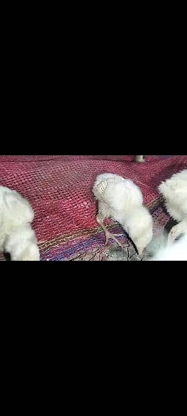 High quality heera chicks for sale 2