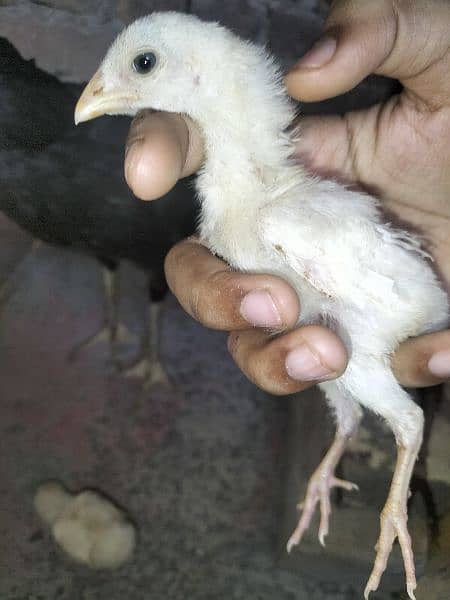 High quality heera chicks for sale 3