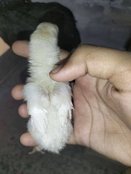 High quality heera chicks for sale 4