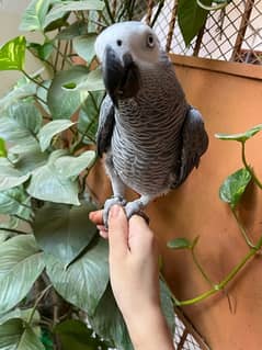 African Grey / Grey parrot / DNA / Hand Tamed / Parot 0