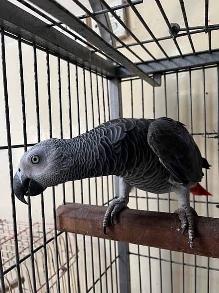 African Grey / Grey parrot / DNA / Hand Tamed / Parot 1