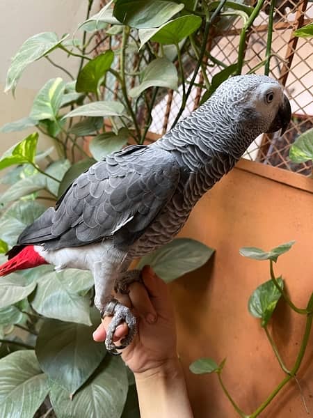 African Grey / Grey parrot / DNA / Hand Tamed / Parot 4