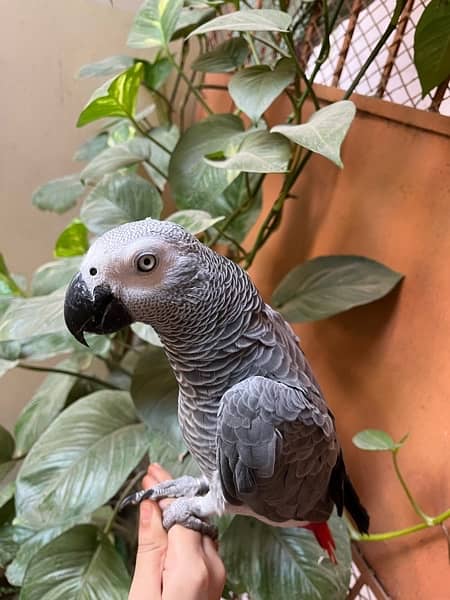 African Grey / Grey parrot / DNA / Hand Tamed / Parot 5