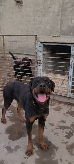 Rottweiler Male Big Size And Big Height 0
