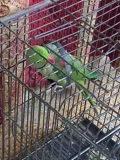 Healthy,talktive,No bitting, pure raw parrot