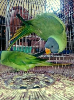 Green parrots pair
