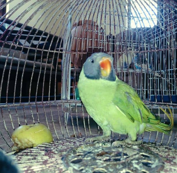 Green parrots pair 5