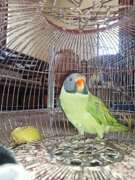 Green parrots pair 8