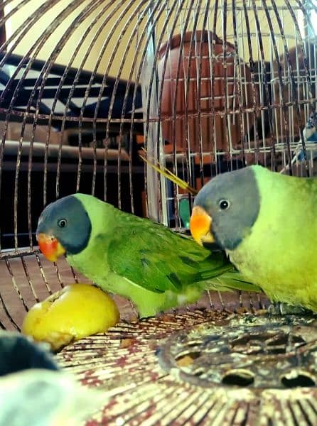 Green parrots pair 9