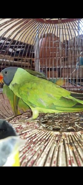 Green parrots pair 10