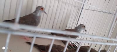 Pied dove pathy pair for sale in wah cantt. Contact no 03215249452