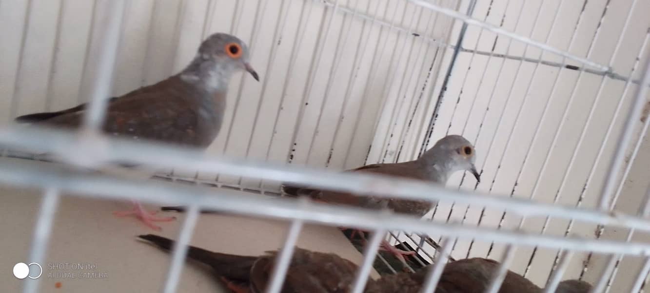Pied dove pathy pair for sale in wah cantt. Contact no 03215249452 0
