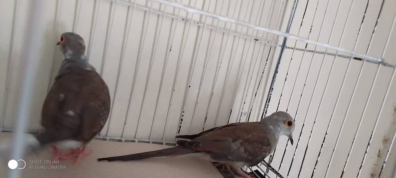Pied dove pathy pair for sale in wah cantt. Contact no 03215249452 2