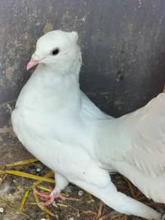 Fancy Pigeon Both female for sale