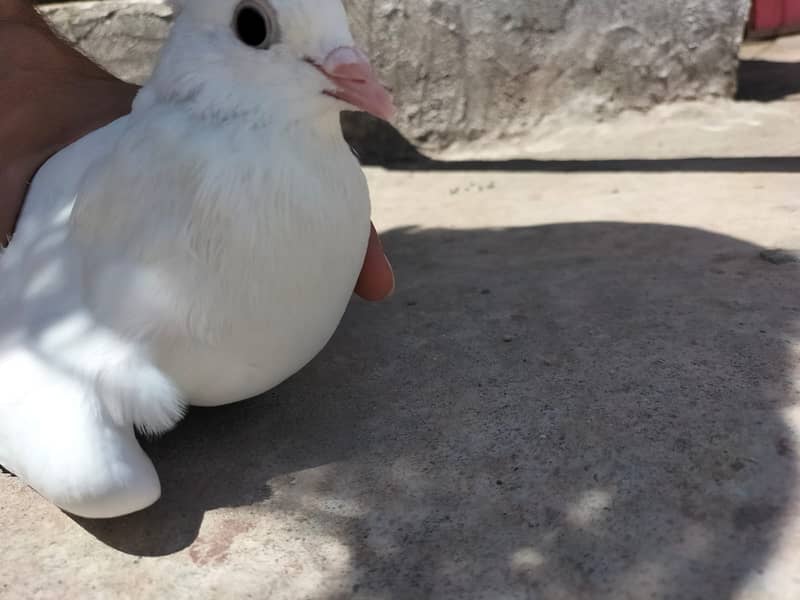 Fancy Pigeon Both female for sale 2