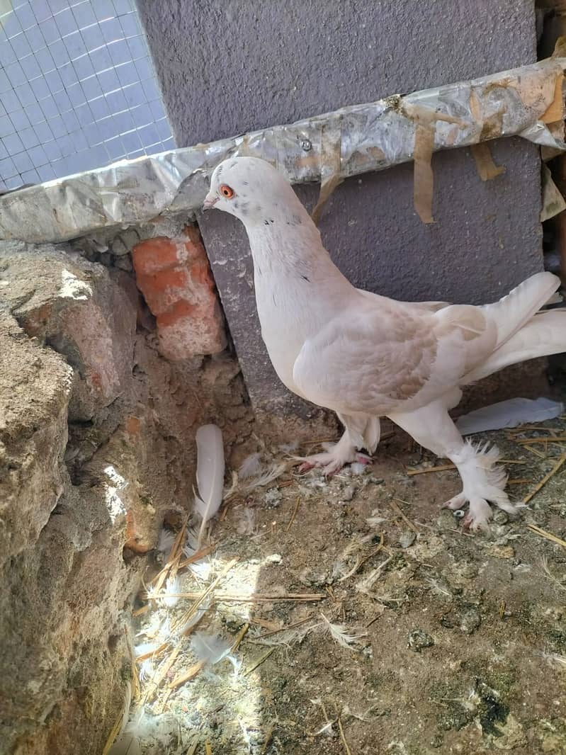 Fancy Pigeon Both female for sale 3