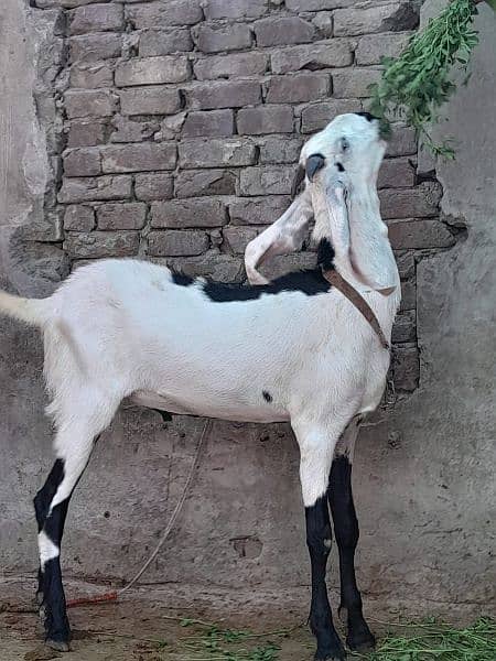 bakra / sheep / chatra / goat for sale 4