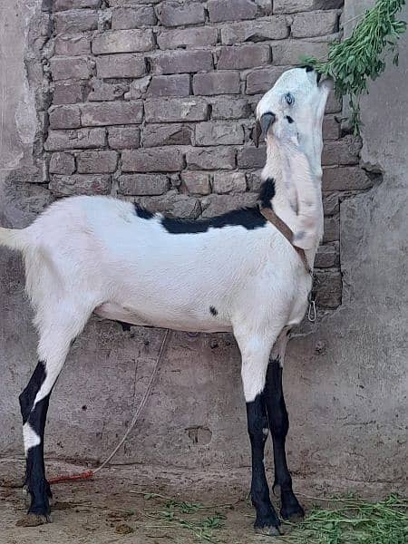 bakra / sheep / chatra / goat for sale 5