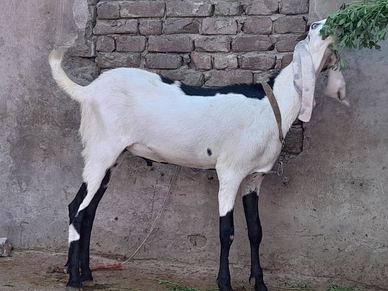 bakra / sheep / chatra / goat for sale 7