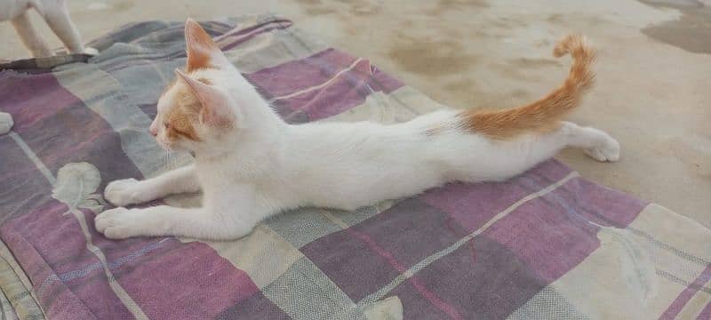 Turkish angora urgent sale 1