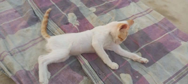 Turkish angora urgent sale 3