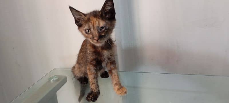 Female Tortoiseshell Kitten 0