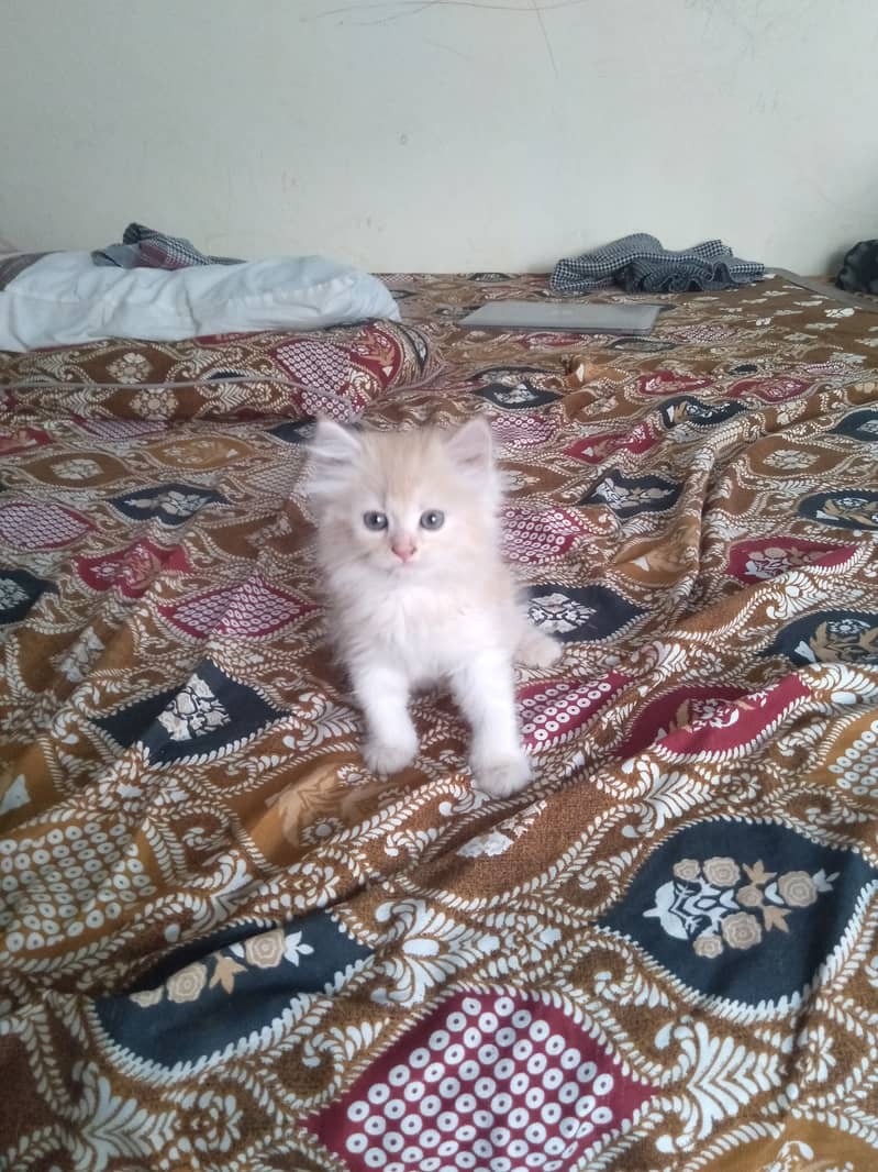 Persian Kittens | Tripple Coated Kittens Pair 1