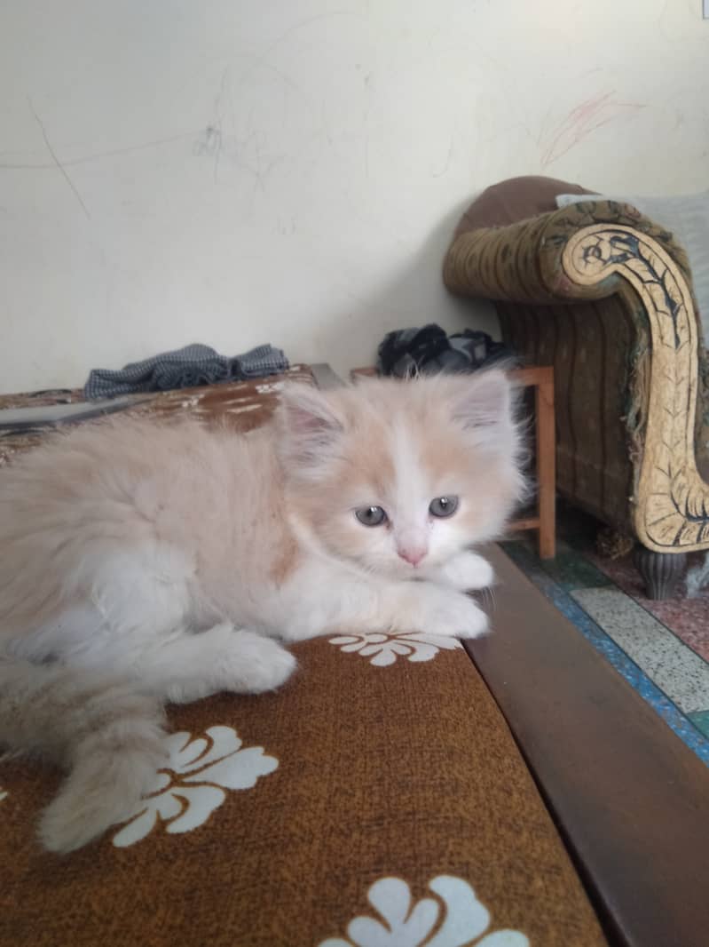 Persian Kittens | Tripple Coated Kittens Pair 2