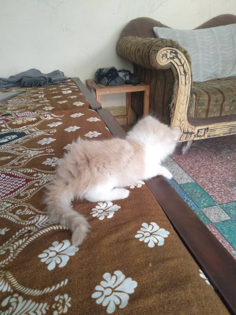 Persian Kittens | Tripple Coated Kittens Pair 3