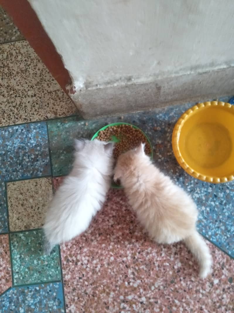 Persian Kittens | Tripple Coated Kittens Pair 4