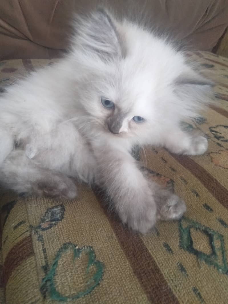 Persian Kittens | Tripple Coated Kittens Pair 9