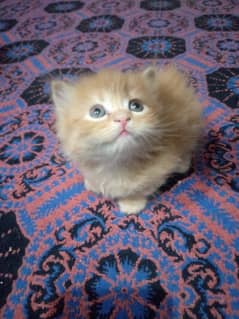 Persian kittens double coated 0