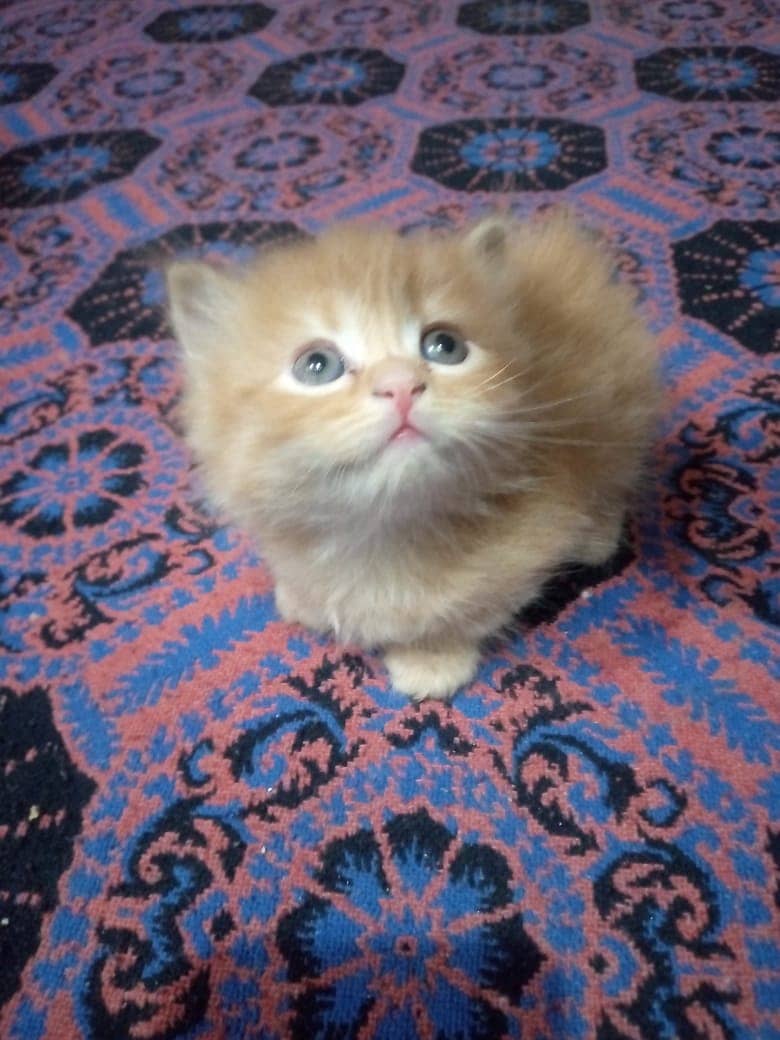 Persian kittens double coated 0