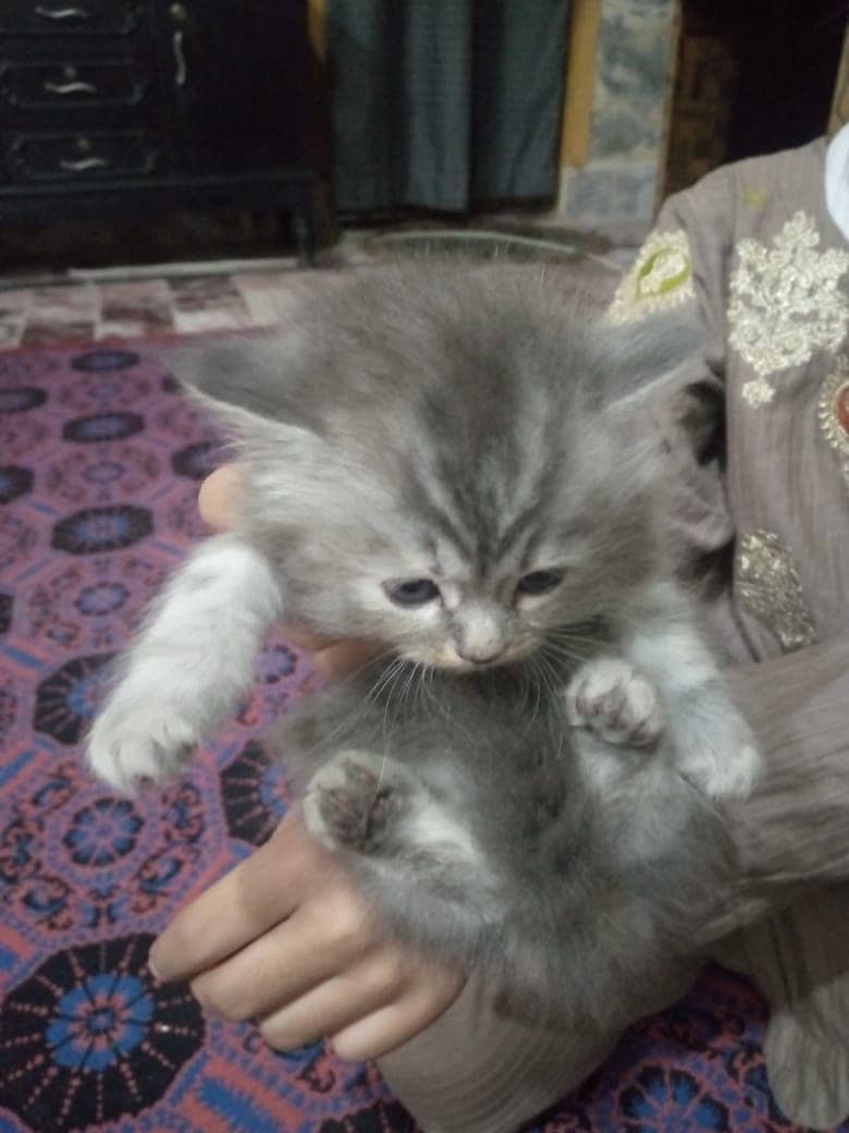 Persian kittens double coated 1