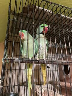 urgent sale pair complete with cage n box 0