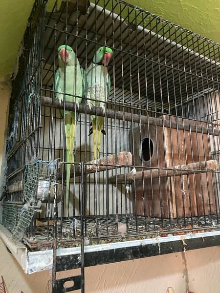 urgent sale pair complete with cage n box 2