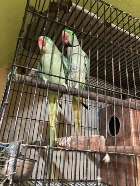 urgent sale pair complete with cage n box 3