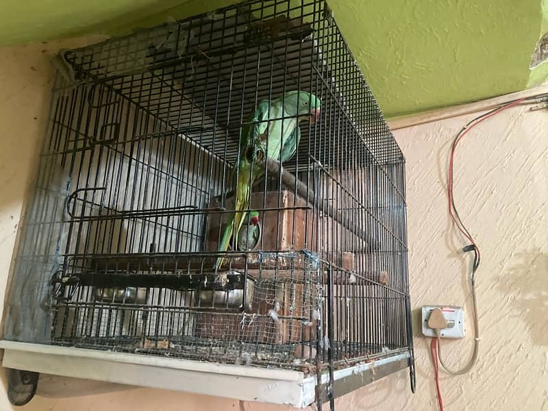 urgent sale pair complete with cage n box 5