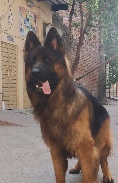 German Shepherd long coat mail degree for sale 1