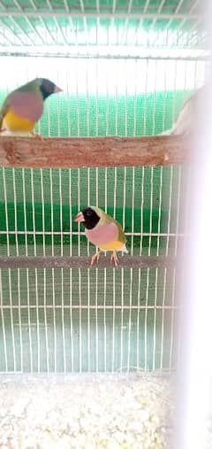 Gouldian Female ready to 1st breed