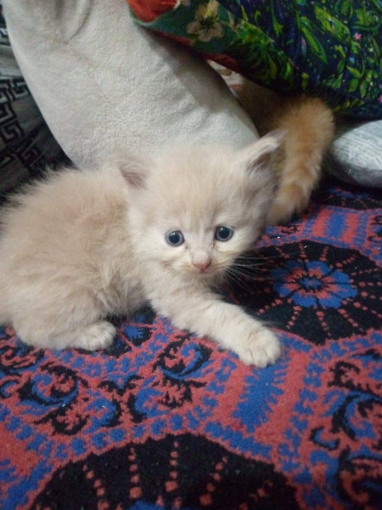 Persian kittens double coated 2
