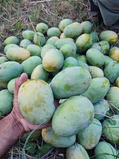 Fresh Mangoes Available