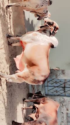 cholistani bull for sale