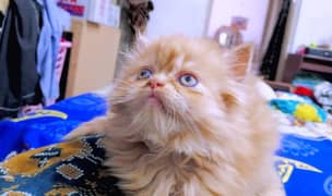 persian kittens for new homes