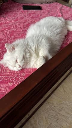 persian cat for sale 0