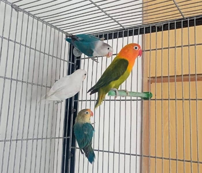 Love birds for sale 0