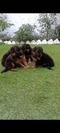 gsd puppy double cot or 35 days